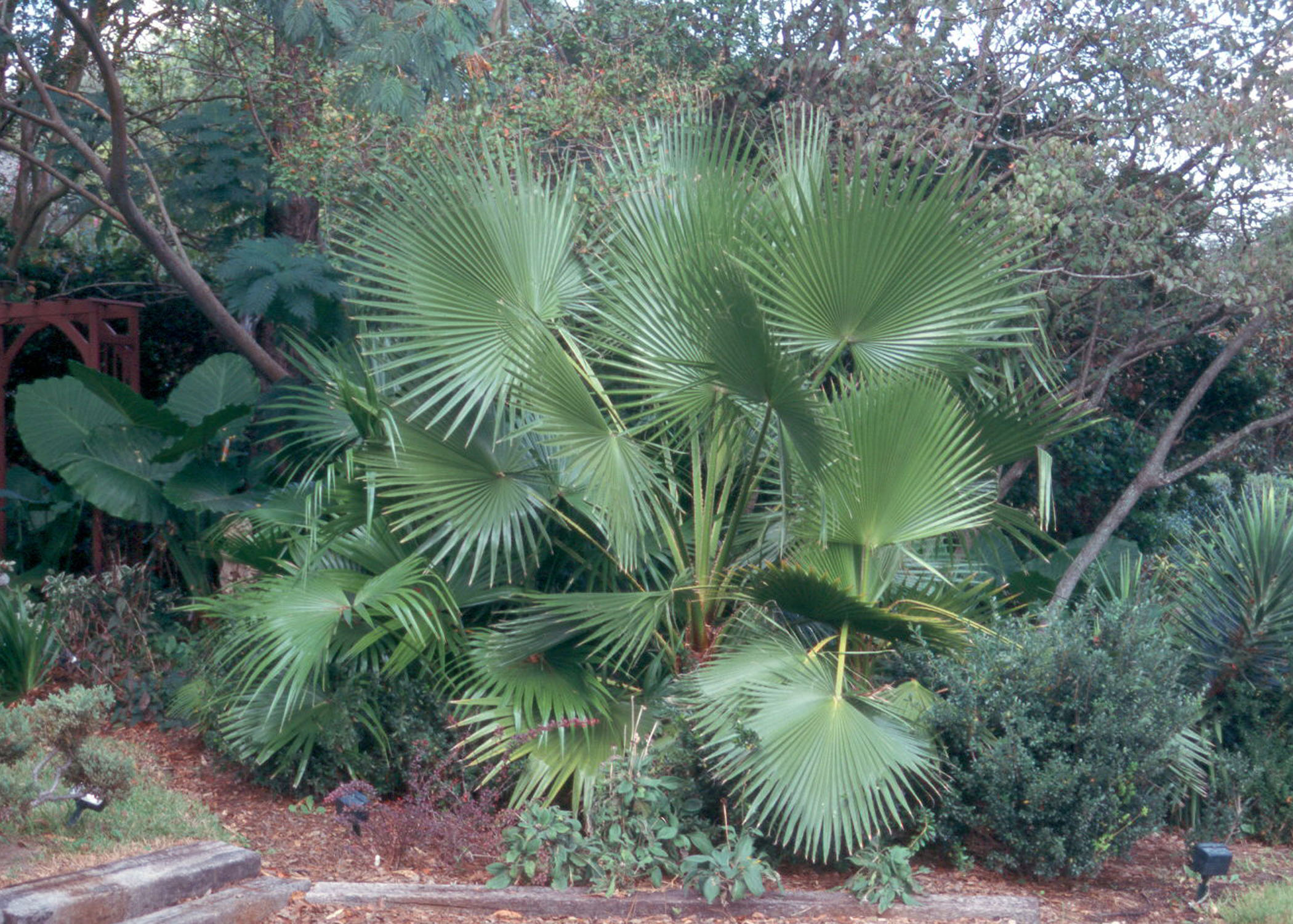 You can grow palms in Louisiana 